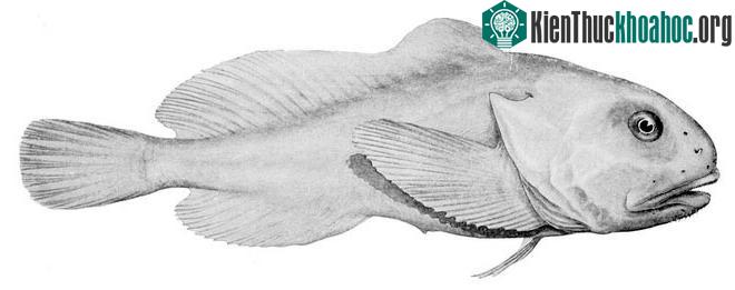 Đây chính là Blobfish khi ở dưới biển sâu.