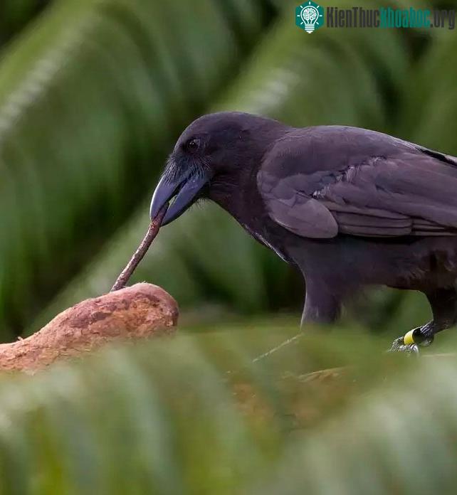 Làm sao chúng ta biết được loài động vật nào thông minh nhất thế giới? ảnh 4