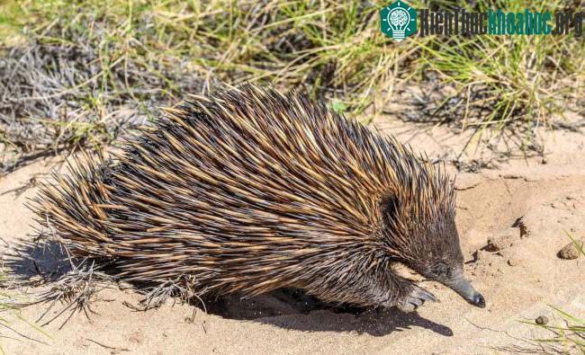 Echidna