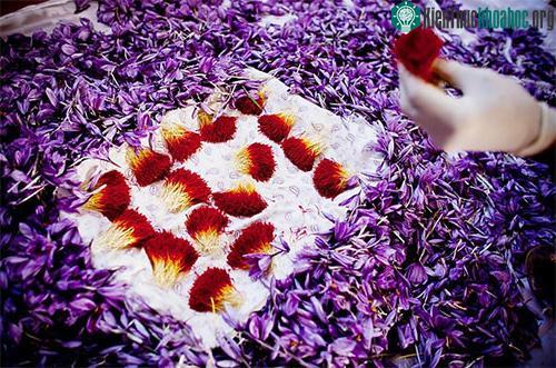 Saffron khi mua nên có màu đỏ thẫm tươi sáng.