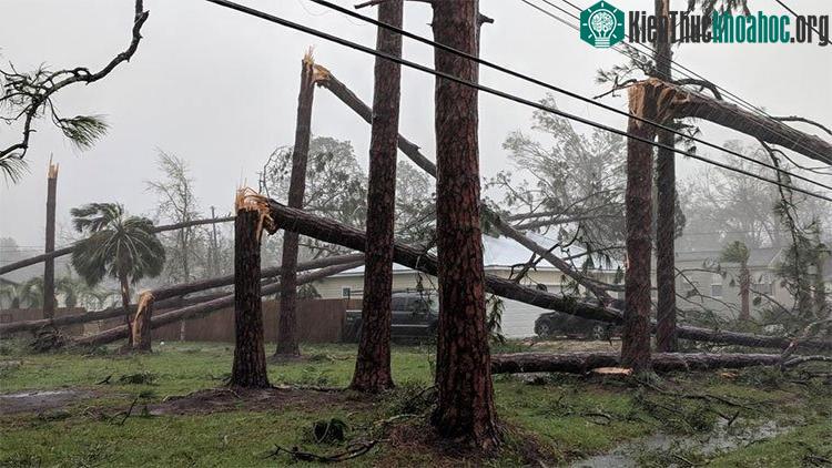 Bão Michael quật đổ hàng loạt cây ở thành phố Panama.