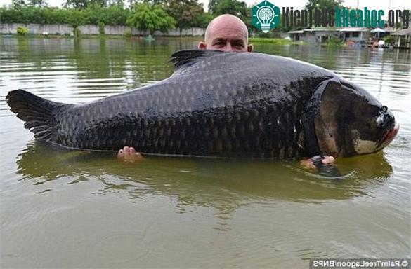 Trong lịch sử đã từng có ghi chép đánh bắt được cá chép Xiêm có chiều dài cơ thể đến 3m, nặng tới 300kg.