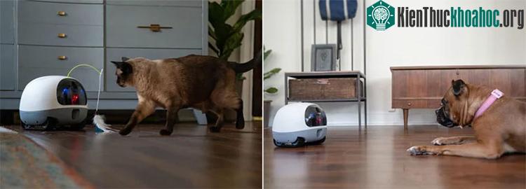 Robot có thể cho ăn hoặc chơi đùa với vật nuôi nếu người dùng kích hoạt chế độ này trên ứng dụng.