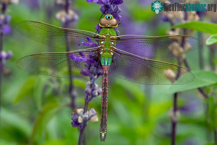 Chuồn chuồn xanh Darner.