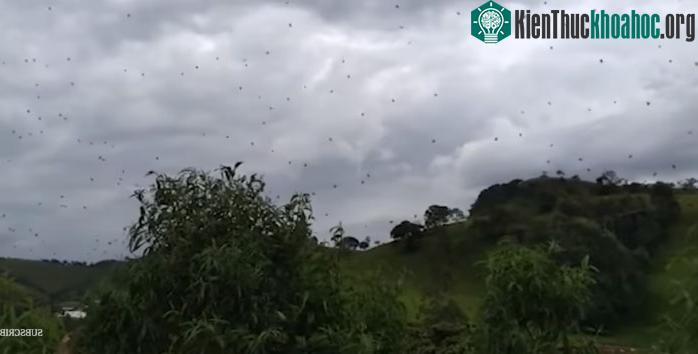 Hàng trăm con nhện treo lơ lửng trên không trung.