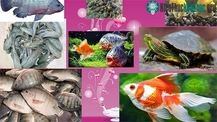 Sinh vật ngoại lai xâm hại nguy hiểm, đe dọa đối với sản xuất nông nghiệp, môi trường và đa dạng sinh học.