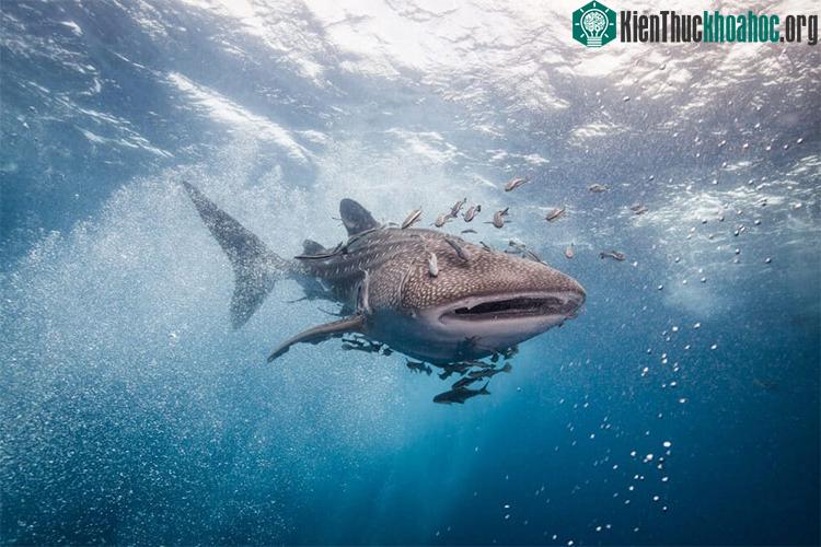 Cá mập voi có kích thước khổng lồ nhưng lại có thể sống sót dù không cần ăn nhiều ngày.