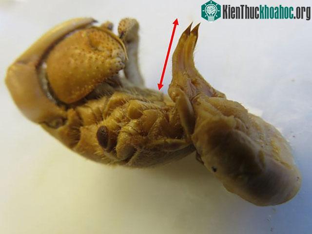 Ốc mượn hồn có phần cơ quan sinh dục tiến hoá lớn hơn so với trước đó.