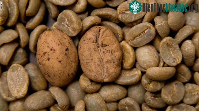 Cà phê arabica có thể bị tuyệt chủng chỉ sau 60 năm tới.