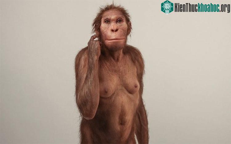Chân dung phục dựng về vị tổ tiên mất tích của loài người - (ảnh do nhóm nghiên cứu cung cấp).