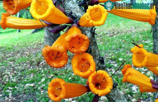 Cây rà đẹt lửa.