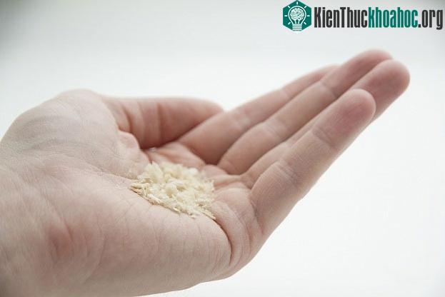 Bột protein.