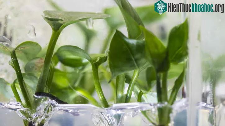 Các loại cây biến đổi gene này có thể được sử dụng để làm sạch không khí gia đình.