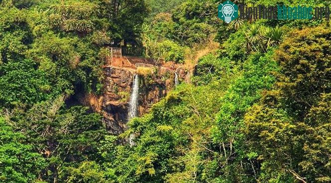 Rừng mưa nhiệt đới ở Cameroon.