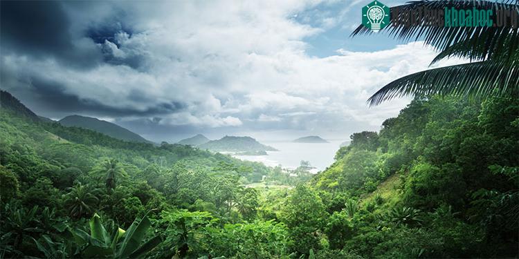 Rừng nhiệt đới chắc chắn có một cơ chế ngăn chặn sự chiếm ưu thế và thống trị của một loài cây duy nhất.