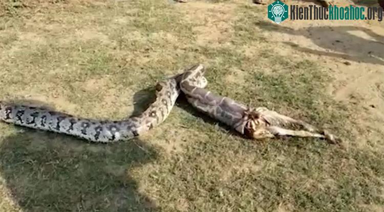 Chân dê thò ra khỏi miệng trăn trước.