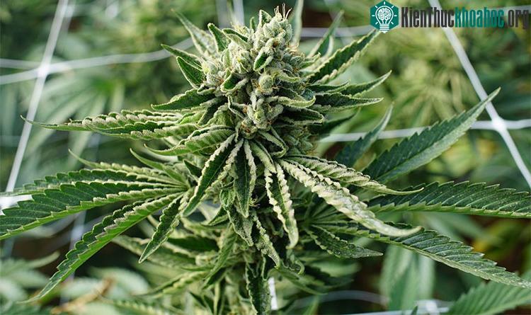 Cây cần sa Cannabis sativa.