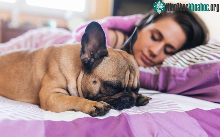 Nữ giới ít bị gián đoạn hơn khi có những chú chó nằm bên. (Ảnh: BI).