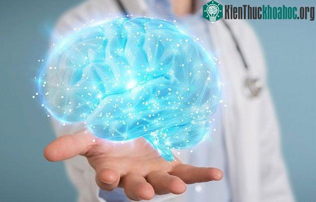 Tổng khối lượng não có tỉ lệ thuận với khả năng nhận thức và tiếp thu. (Ảnh: Shutterstock).