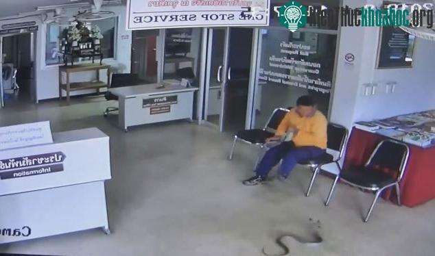 Rắn vào đồn cảnh sát tìm người cắn và diễn biến ngộp thở ảnh 0