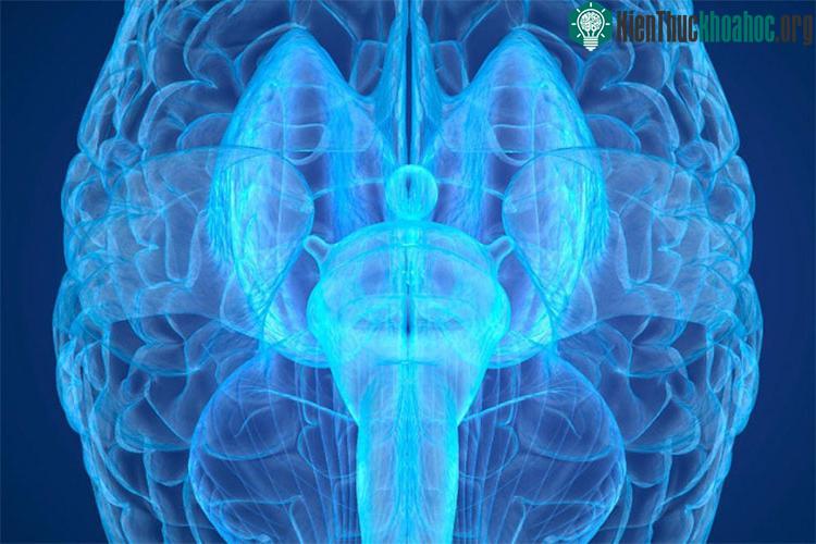 Cỗ máy này giúp chúng ta dựng lại được hoạt động của toàn bộ các neuron thần kinh của một bộ não người đang sống.
