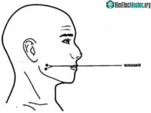 Vị trí cơ cắn. (Ảnh: RG).