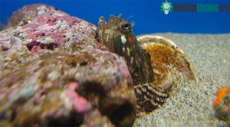 Cá Sarcastic fringehead được biết đến là loài cá cực kì hung dữ.