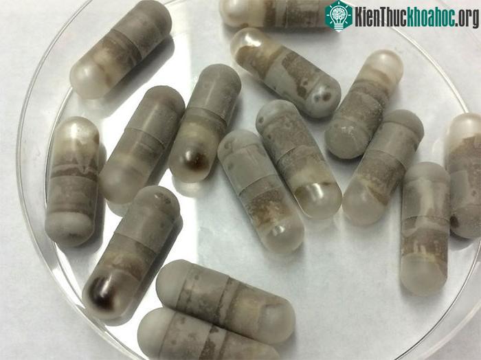 Chúng ta từng có những loại thuốc được điều chế từ phân.