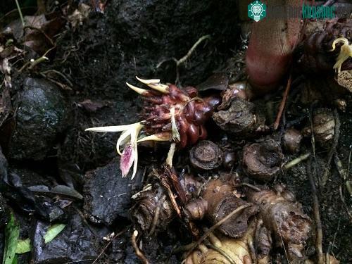 Loài gừng được phát hiện và tại Vườn QG Vũ Quang (hình mầm củ).