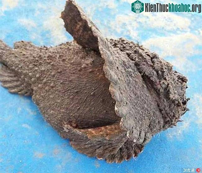 Độc của loài cá này được đánh giá là một trong những loại độc mạnh nhất thế giới.