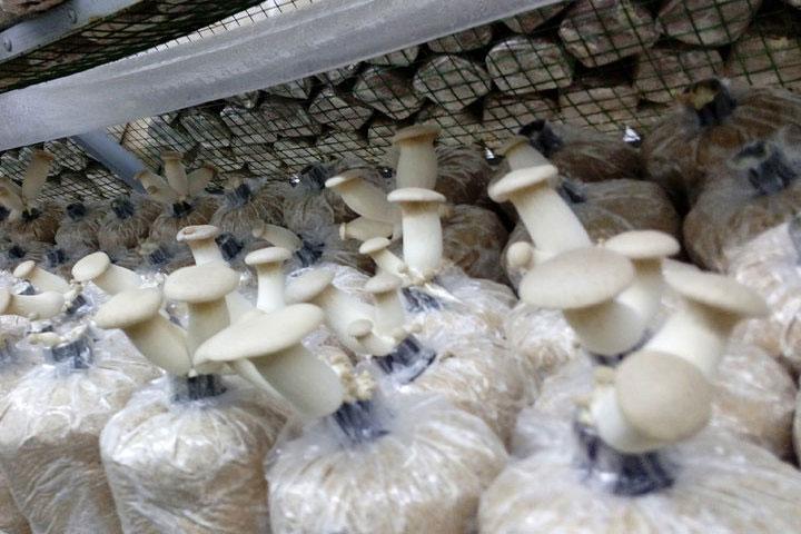 Nấm tiểu yến