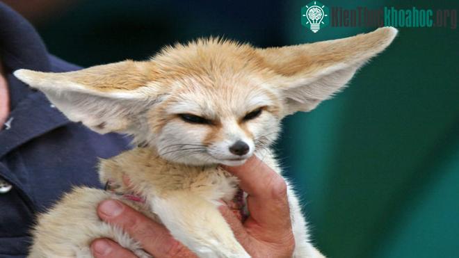 Cầy Meerkat: Biến đôi mắt thành cặp kính mát