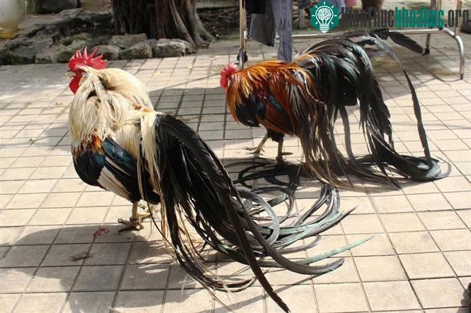 Giống gà này là sở hữu chiếc đuôi rất dài, có thể dài tới 7m.