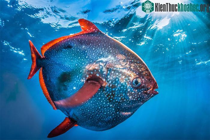 Phát hiện ra xưởng sản xuất bia cổ nhất trong một hang động tại Israel