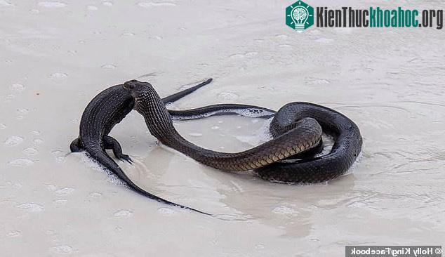Tuy nhiên, khi phát hiện thấy có người xuất hiện, con rắn đã tha bữa ăn của mình đi nơi khác để thưởng thức.