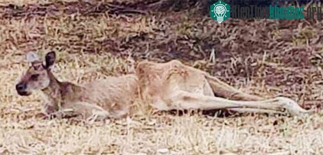 Một con Kangaroo già chết vì nắng nóng.