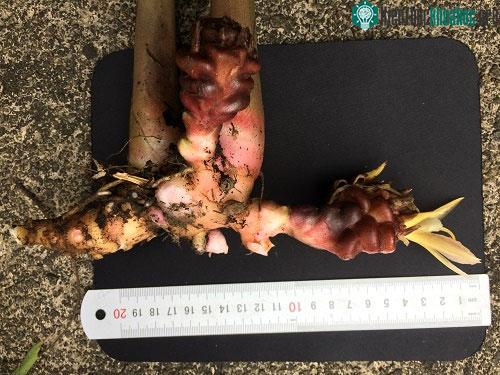 Loài gừng được phát hiện và tại Vườn QG Vũ Quang (hình củ).