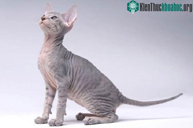 Mèo Peterbald.
