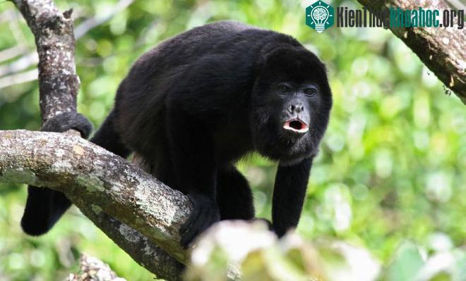 Costa Rica là nơi sử dụng nhiều thuốc trừ sâu nhất trên thế giới.