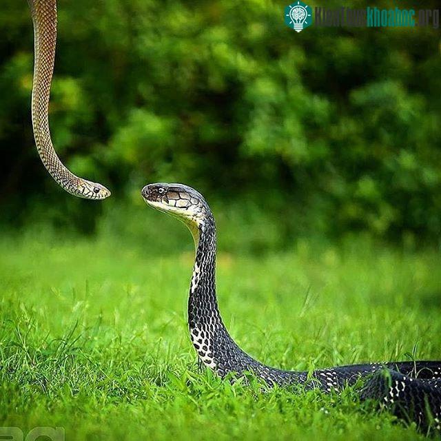 Rắn hổ mang chúa bơm nọc độc và nuốt chửng rắn chuột. (Ảnh: Pavan Srinivas).