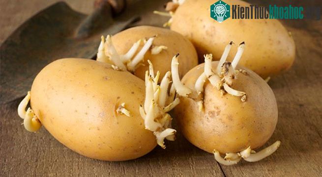 Đậu tương mọc mầm tốt cho sức khỏe.
