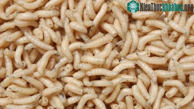 Côn trùng trong tương lai sẽ là loại thực phẩm giàu tiềm năng và rất tốt cho môi trường.