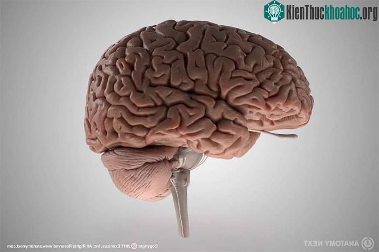 Râu chính là phần lông tóc mọc nhanh nhất trên cơ thể.