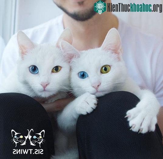 Hai chú mèo tỏ ra thích thú khi được chụp ảnh.
