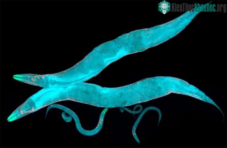 Đây là vật liệu cho nghiên cứu thúc đẩy các ti thể nhằm làm chậm quá trình lão hóa của hệ cơ xương khớp. (Ảnh: Shutterstock).