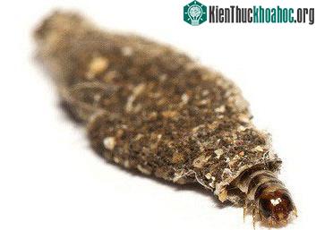 Vào giai đoạn này thì chúng không còn bận rộn tìm thức ăn nữa.