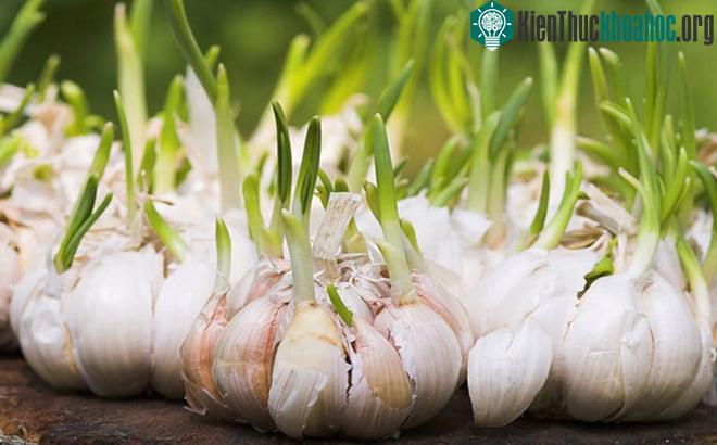 Mầm tỏi có nhiều lợi ích hơn so với tỏi tươi.