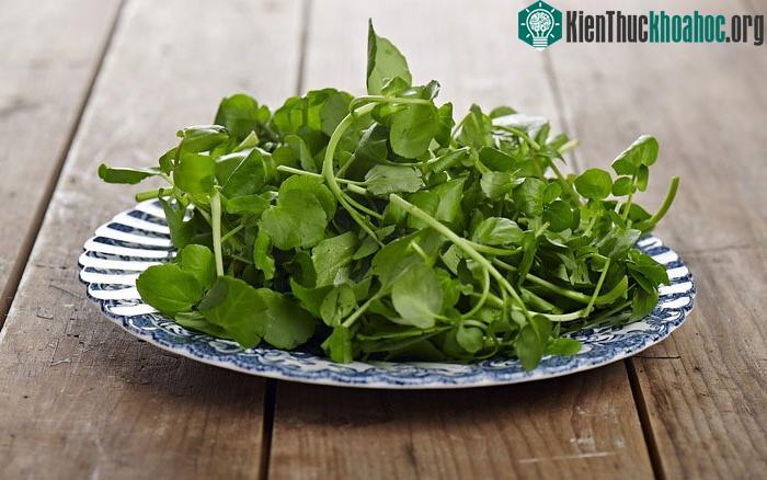 Cải xoong không có chất béo và hàm lượng calo rất thấp.