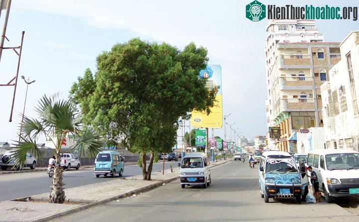 Cung đường xuyên núi và sa mạc nối El Hodeidah với thủ đô Sanaa.