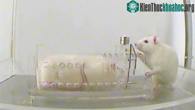 Chuột phản ứng với cảm xúc rất đặc biệt, các nhà khoa học gọi đây là hiện tượng lây nhiễm cảm xúc, nó giống như ở trẻ nhỏ.